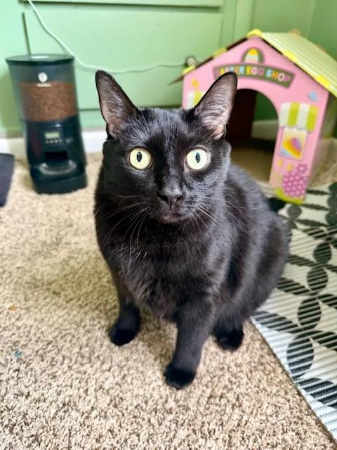An adult large-sized female Black Domestic Short Hair cat named Natty Boo And Stache for adoption in Holland, MI
