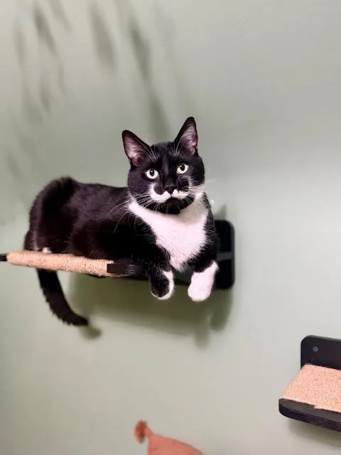 Natty Boo And Stache thumbnail 4