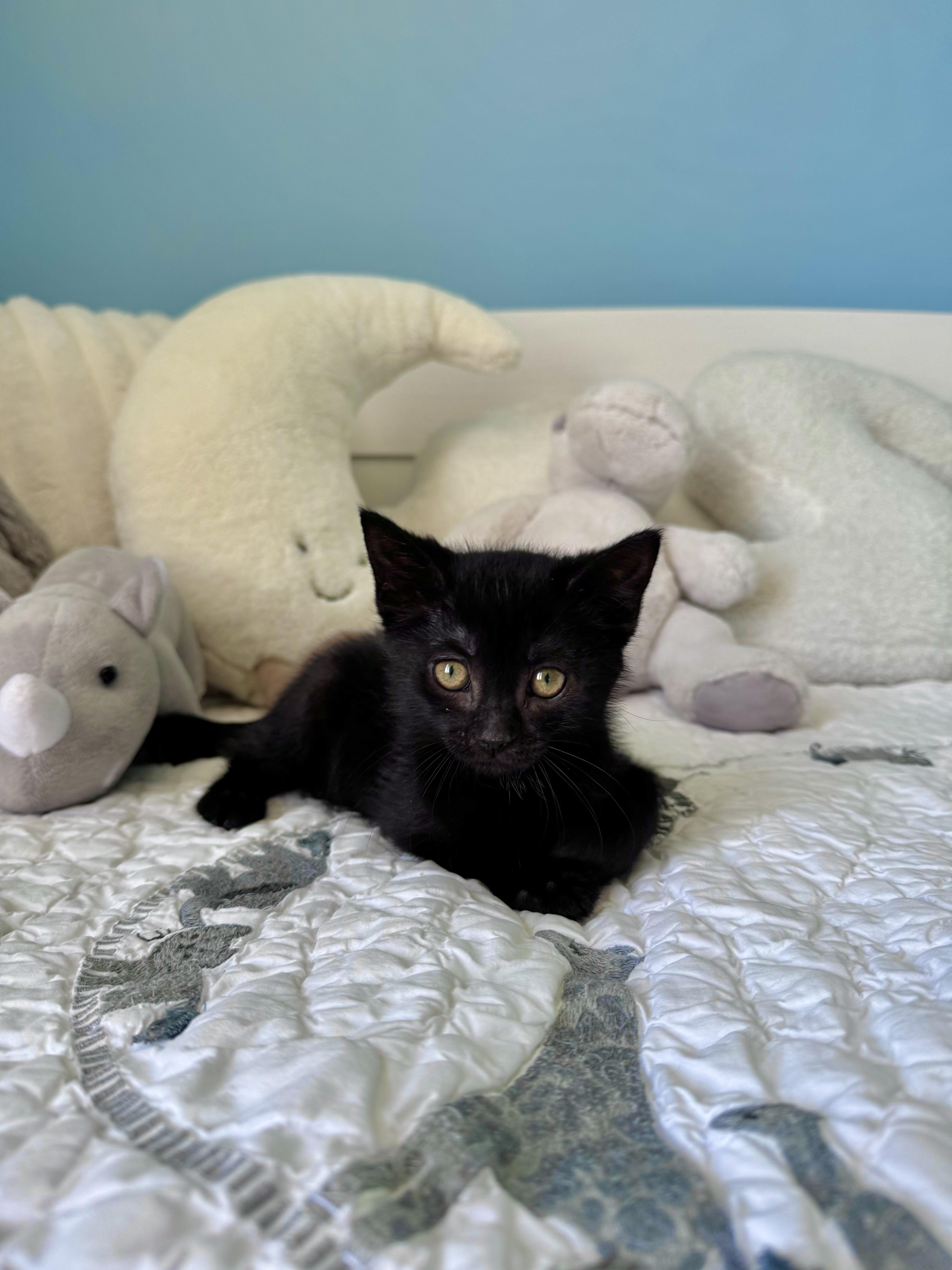 A baby large-sized female Black Domestic Short Hair cat named Blair for adoption in Ramsey, NJ