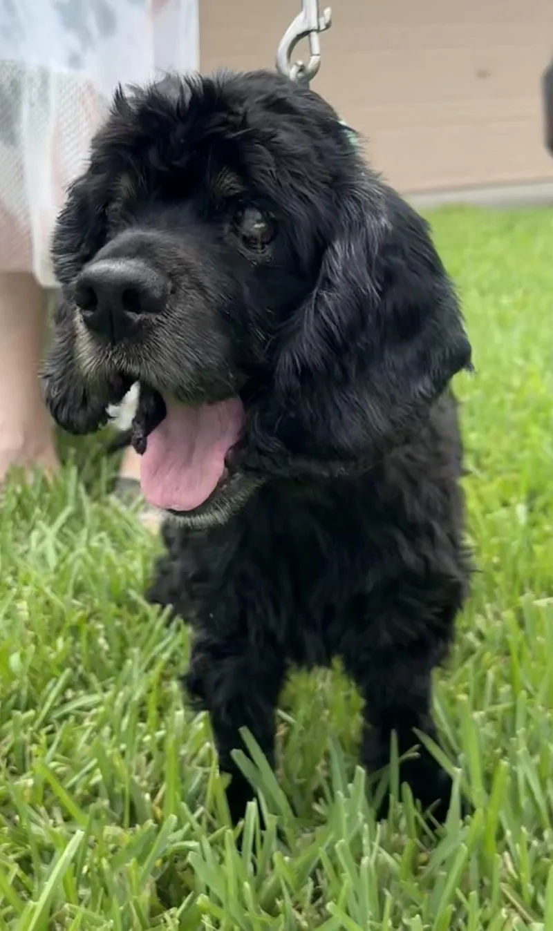 A senior medium-sized male Cocker Spaniel dog named Leo for adoption in Cape Coral, FL