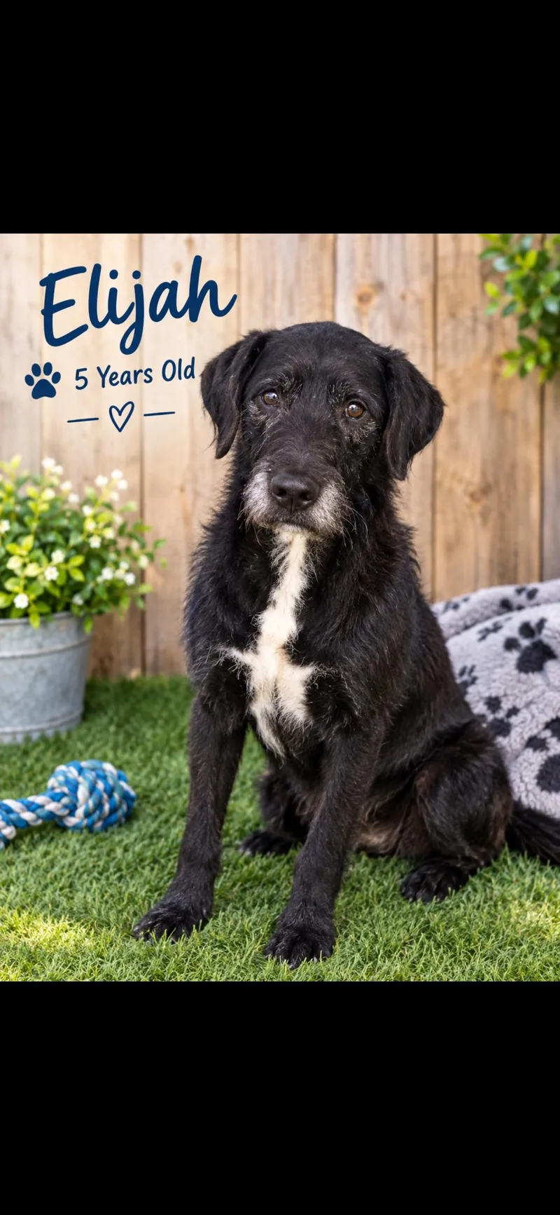 An adult large-sized female Black Curly-Coated Retriever dog named Elijah for adoption in Joliet, IL