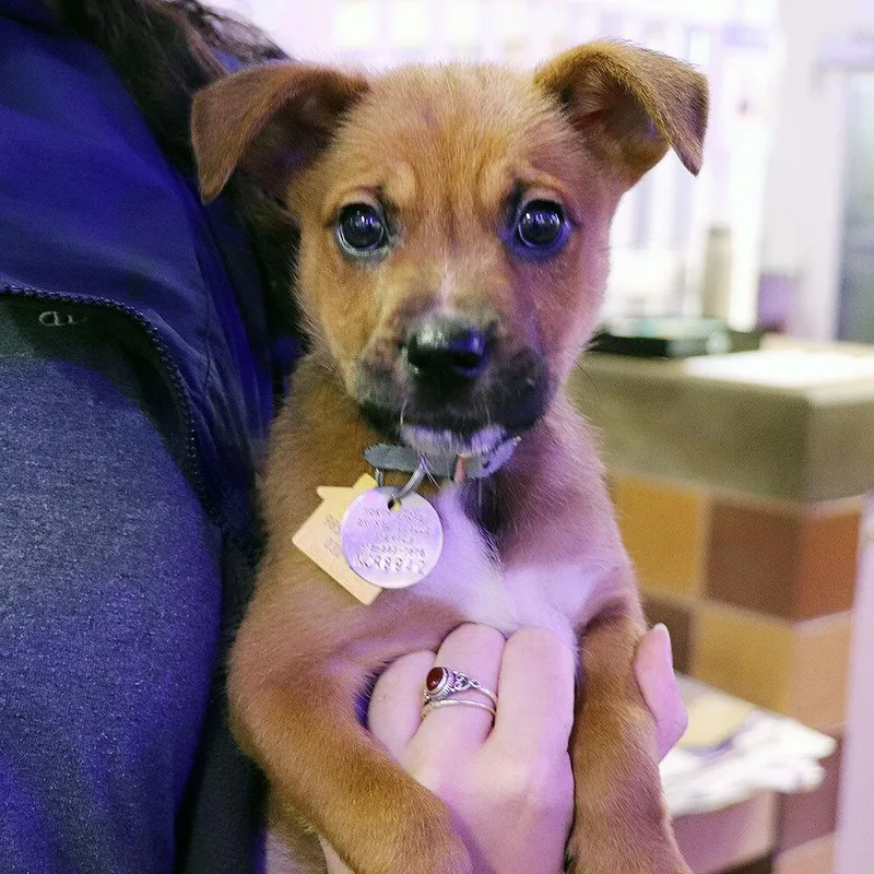 A baby small-sized male Mixed Breed dog named Houston for adoption in Port Washington, NY