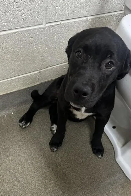 A baby medium-sized female Mixed Breed dog named Nipsy for adoption in Rome, GA