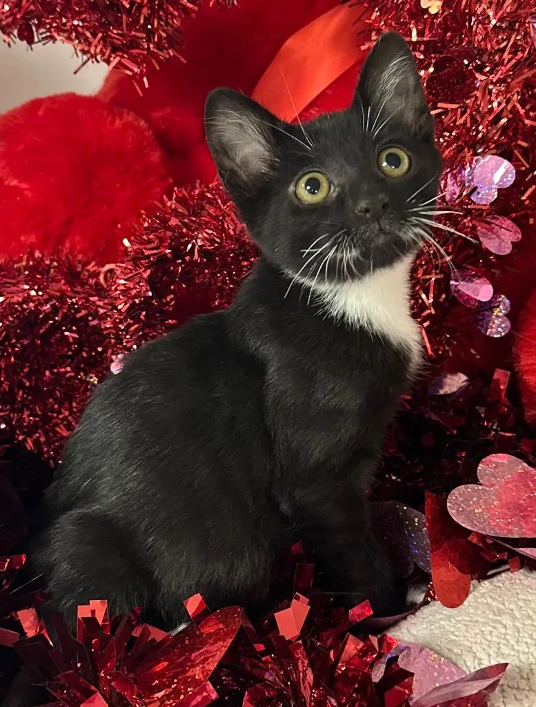 A baby small-sized male Domestic Short Hair cat named Romeo for adoption in Stillwater, OK