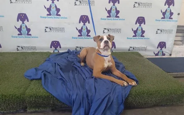 A baby small-sized female Pit Bull Terrier dog named A for adoption in Orlando, FL