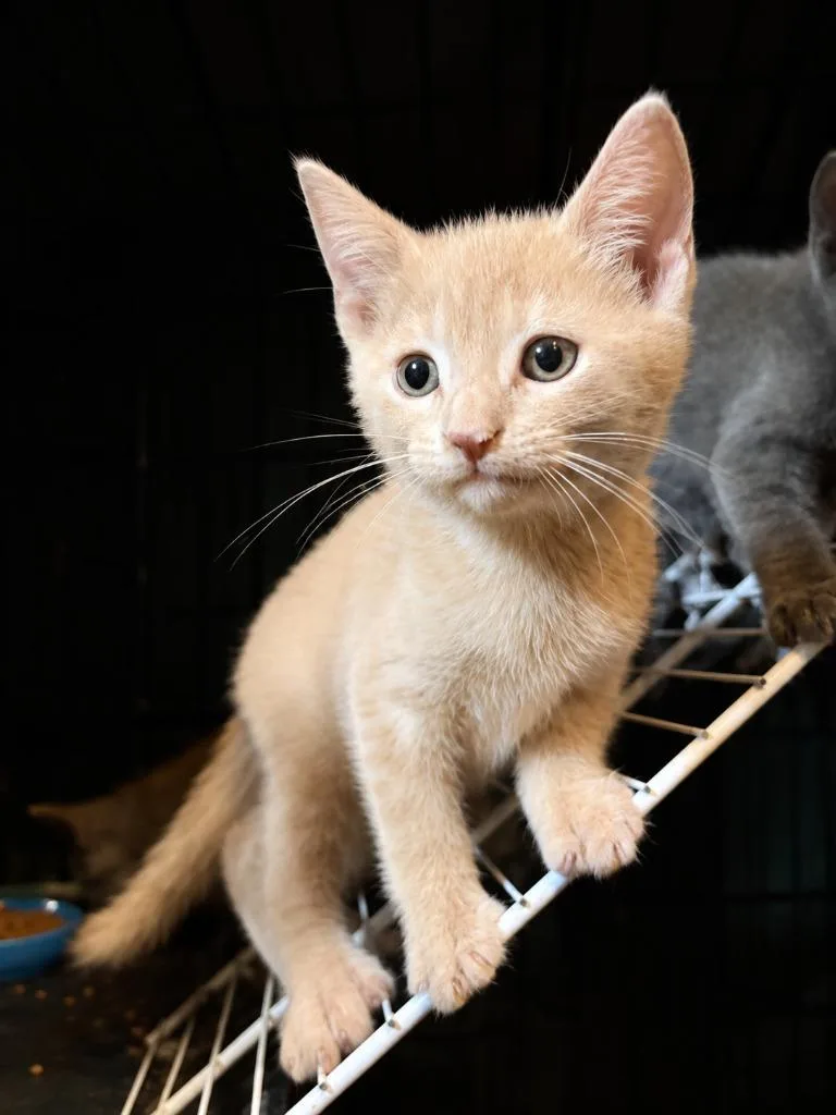 A baby medium-sized male Domestic Short Hair cat named Country for adoption in Parkville, MD
