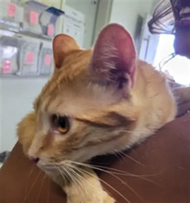 A young large-sized male Domestic Short Hair cat named Uchi for adoption in Los Angeles, CA