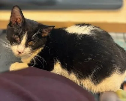 Helen `a Priority Pet`