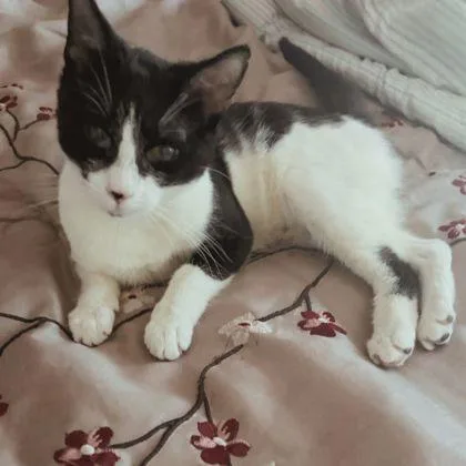 Helen `a Priority Pet` thumbnail 2