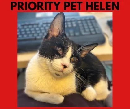 Helen `a Priority Pet` thumbnail 3