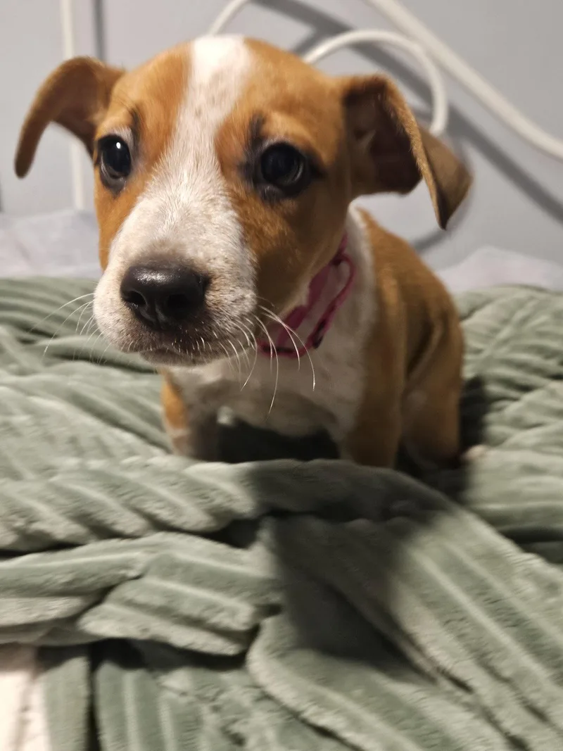 A baby medium-sized female Mixed Breed dog named Chloe for adoption in Holbrook, NY