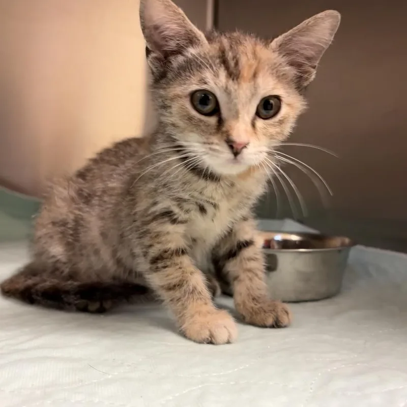 A baby small-sized female Calico Domestic Short Hair cat named Penelope for adoption in Columbus, GA