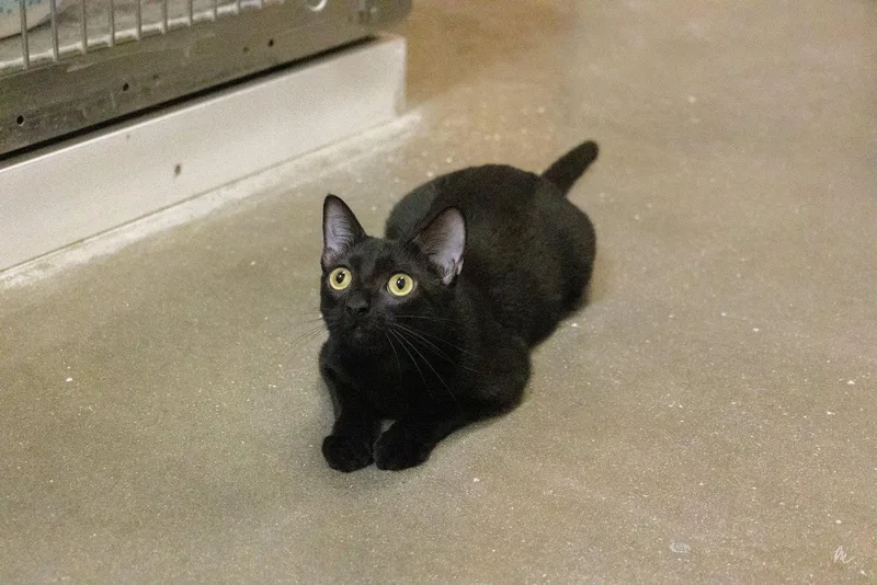 A baby medium-sized female Black Domestic Short Hair cat named Posh for adoption in Cary, NC