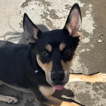 A young medium-sized male Black Rottweiler dog named Whistle for adoption in The Dalles, OR
