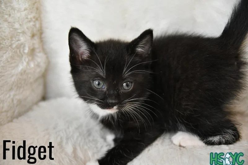 A baby medium-sized female Domestic Short Hair cat named Fidget for adoption in Fort Mill, SC