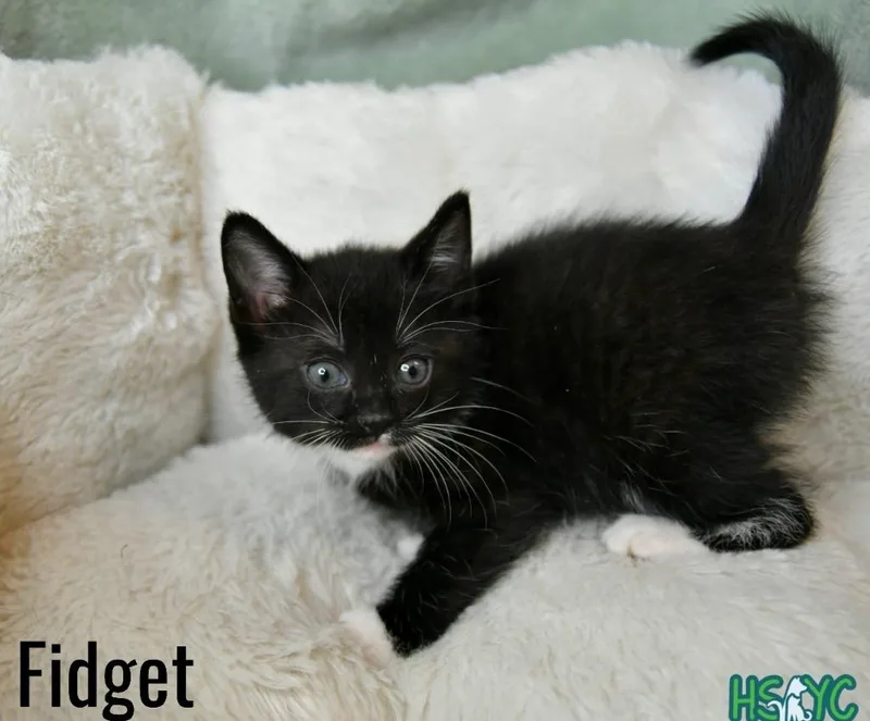 Fidget thumbnail 2