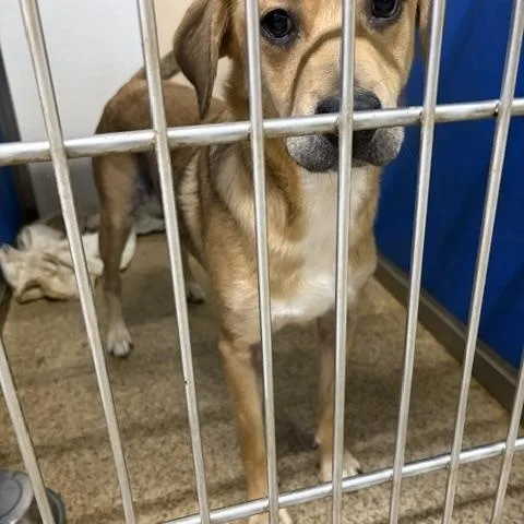 A young medium-sized female Yellow / Tan / Blond / Fawn Labrador Retriever dog named Jenny for adoption in Warren, NJ