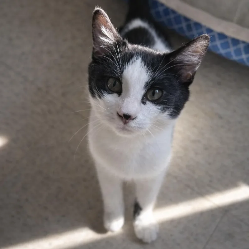 A baby large-sized male Black & White / Tuxedo Domestic Short Hair cat named Monty for adoption in Houston, TX
