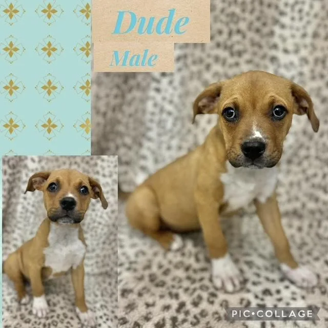 A baby medium-sized male Boxer dog named Dude for adoption in Manchester, CT