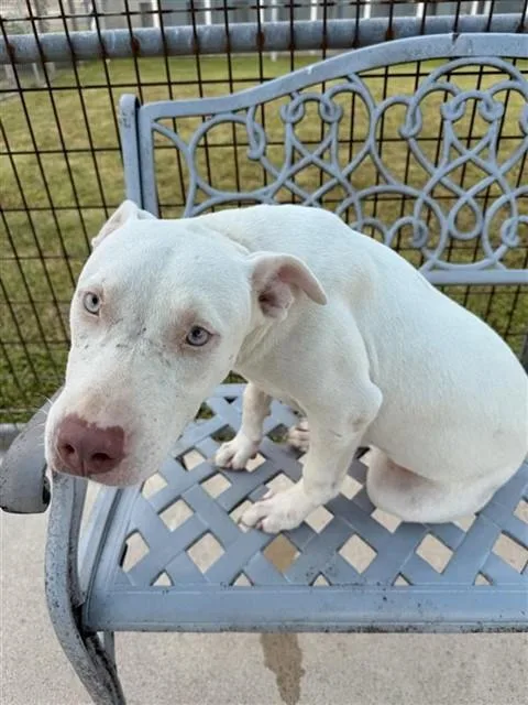 A baby small-sized female Pit Bull Terrier dog named Alexa for adoption in Corpus Christi, TX