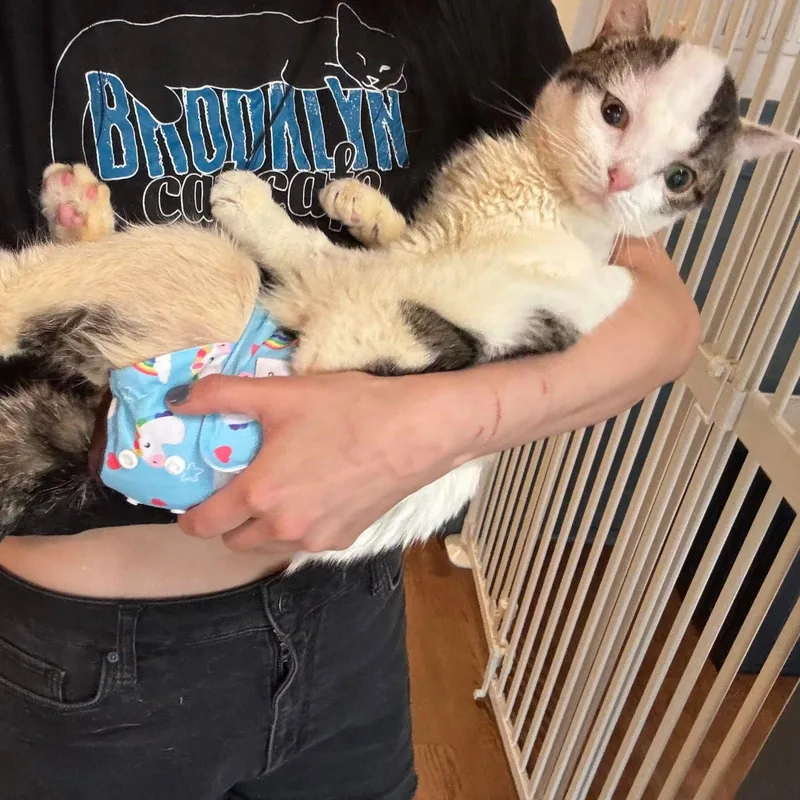 An adult medium-sized female Domestic Short Hair cat named Clam for adoption in Brooklyn, NY