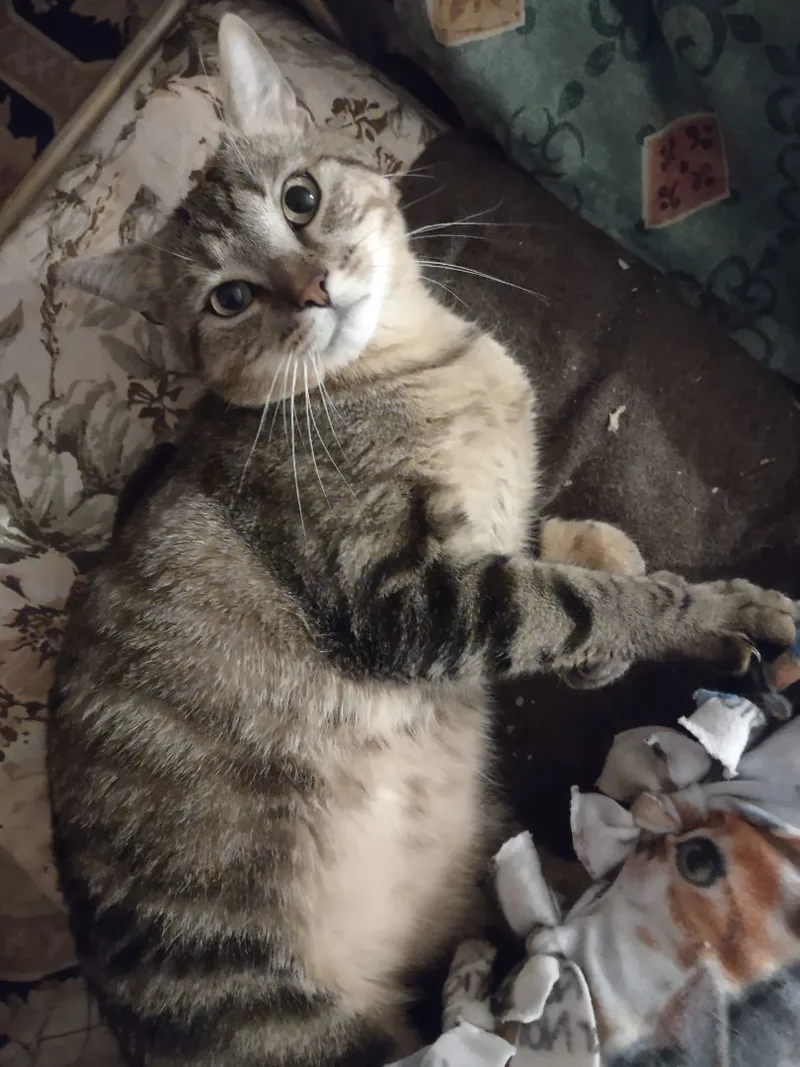 A young medium-sized male Tabby cat named Hobbs  Special needs: for adoption in FITCHBURG, MA