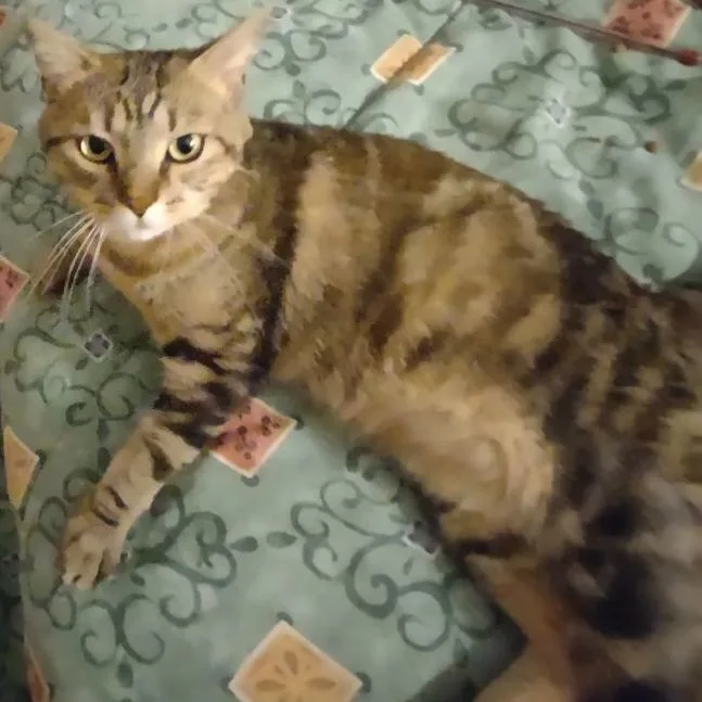 Hobbs  Special needs: thumbnail 2