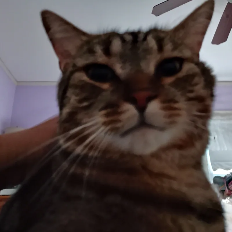Hobbs  Special needs: thumbnail 3