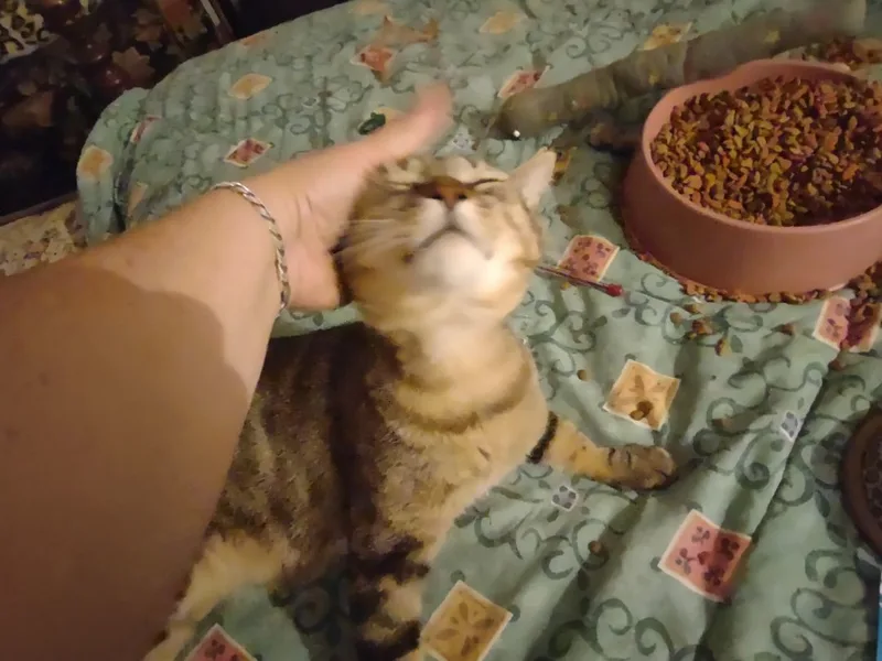 Hobbs  Special needs: thumbnail 5