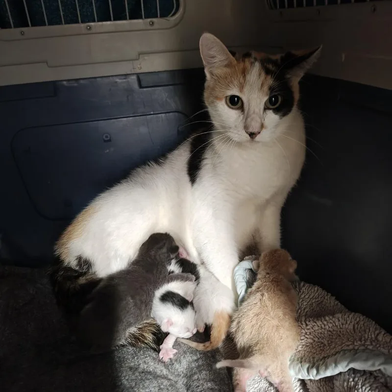 Estherworking Cat thumbnail 2