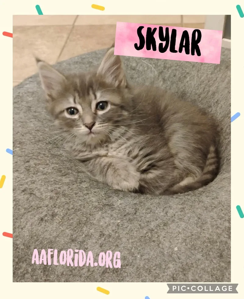 A young medium-sized female Tabby cat named Skylar for adoption in Pensacola, FL