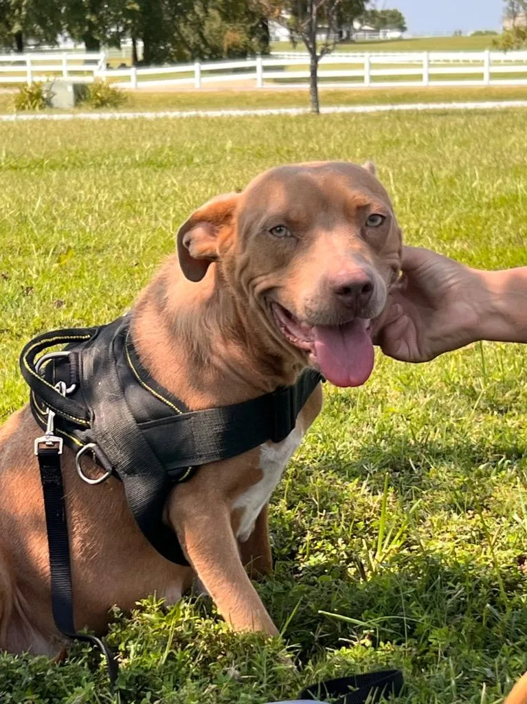 Joni Mitchell thumbnail 2