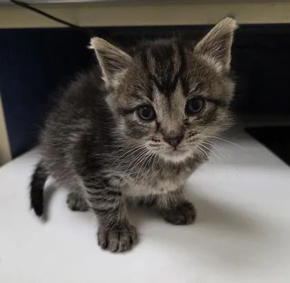 A baby small-sized male Domestic Short Hair cat named Professor Turtle for adoption in Westland, MI