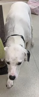 An adult medium-sized male White / Cream Dalmatian dog named Obie for adoption in Maryville, TN