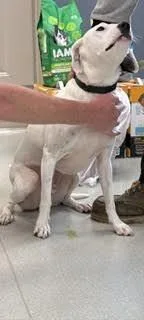 Obie thumbnail 2