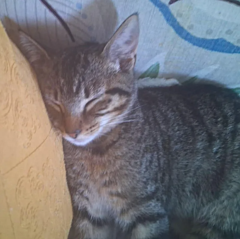 A baby medium-sized female Tabby (Brown / Chocolate) Tabby cat named Melba Toast for adoption in Nashville, TN