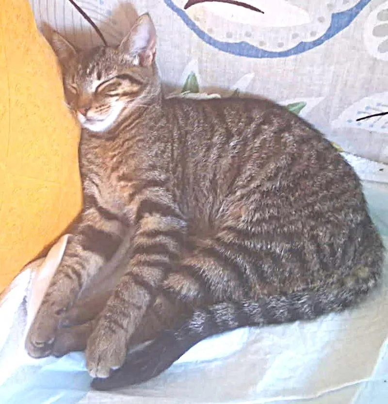 Melba Toast thumbnail 2