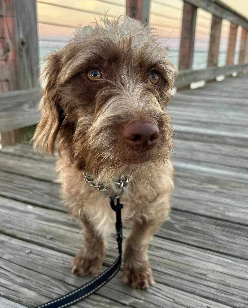 An adult small-sized female Mixed Breed dog named Thelma for adoption in Mt Pleasant, SC