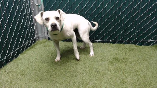 An adult medium-sized male Terrier dog named Bernard for adoption in Downey, CA