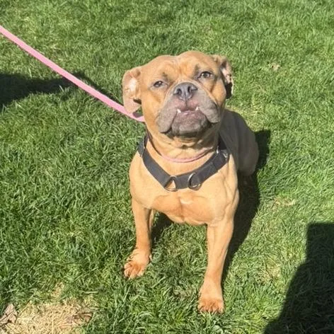 An adult medium-sized female Brown / Chocolate English Bulldog dog named Giggly Wiggly for adoption in Northbrook, IL
