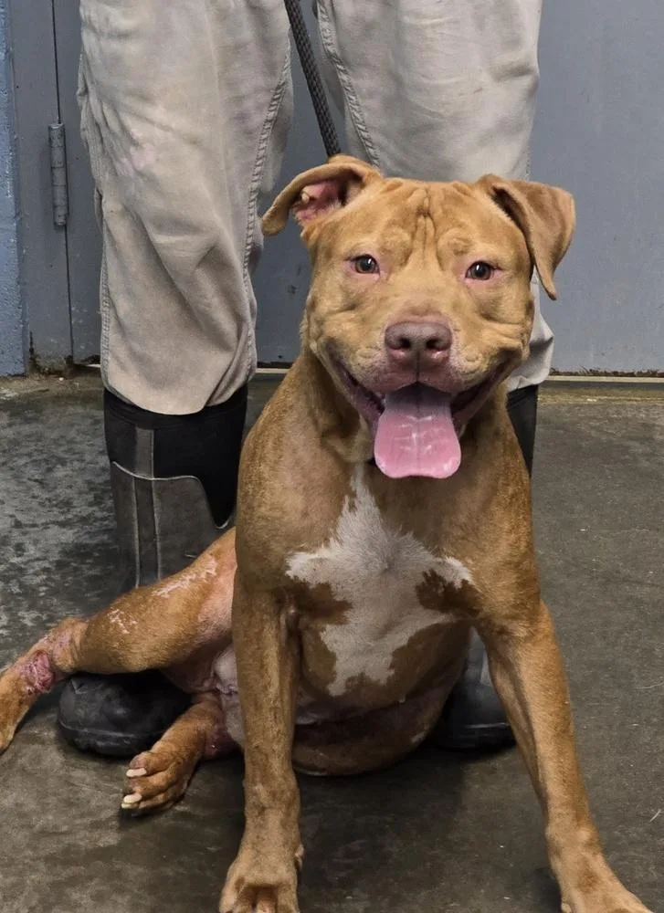 An adult large-sized male Red / Chestnut / Orange Pit Bull Terrier dog named Shiloh for adoption in Evansville, IN