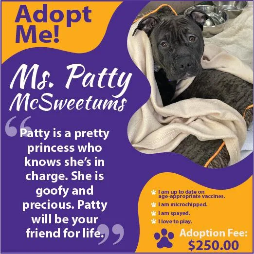 A young medium-sized female Black Terrier dog named Patty for adoption in Gardner, MA
