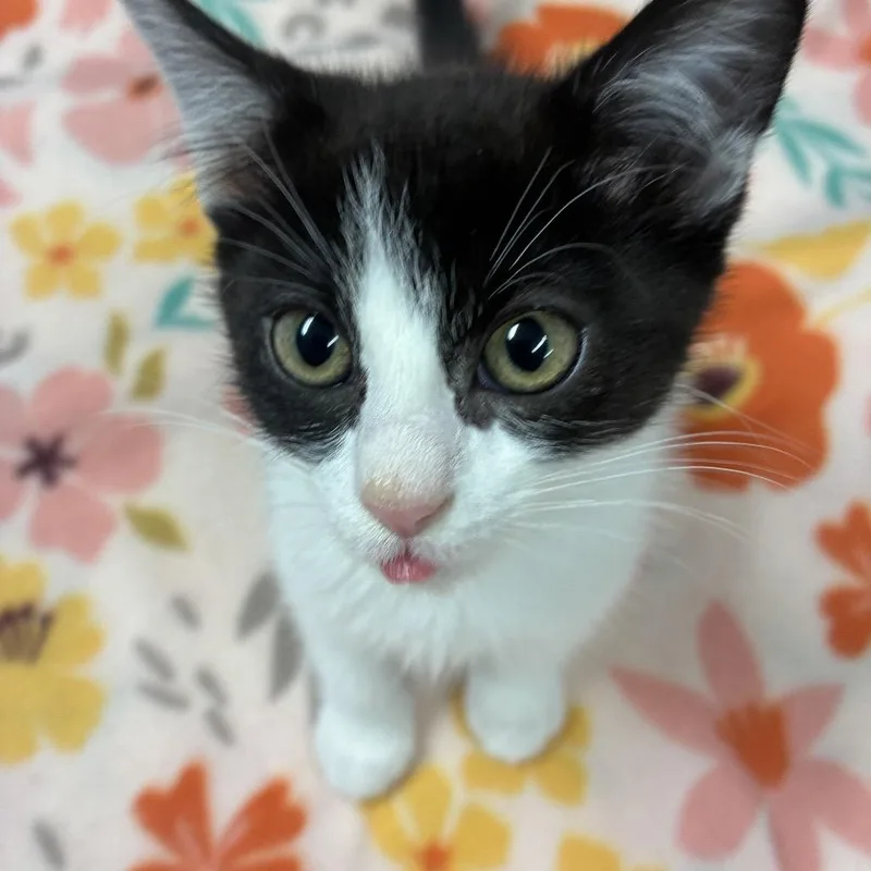 A baby small-sized female Black Domestic Short Hair cat named Oreo for adoption in Tulsa, OK