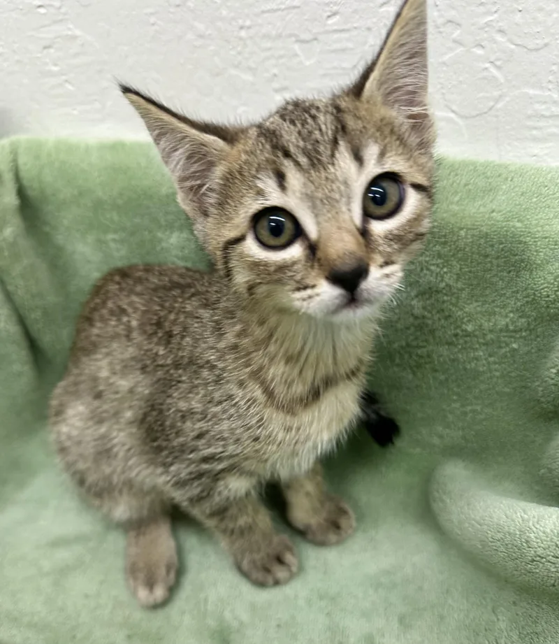 Ping Ping thumbnail 2