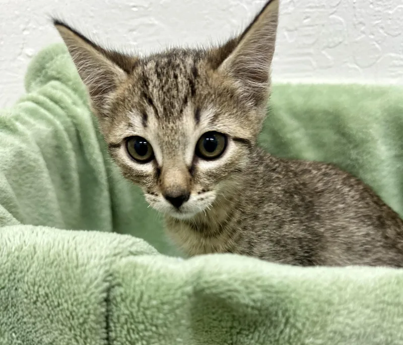 Ping Ping thumbnail 4