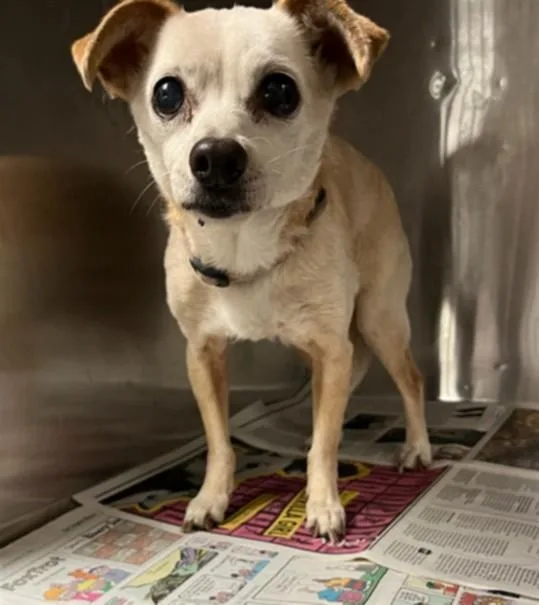 An adult small-sized female Chihuahua dog named Candy for adoption in Van Nuys, CA