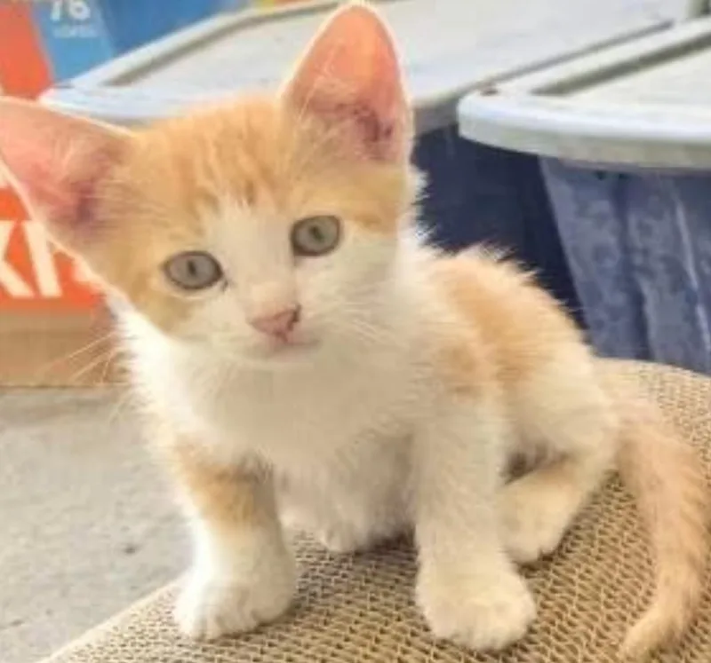A baby small-sized male Domestic Short Hair cat named Rajah for adoption in HUNTINGTON BEACH, CA