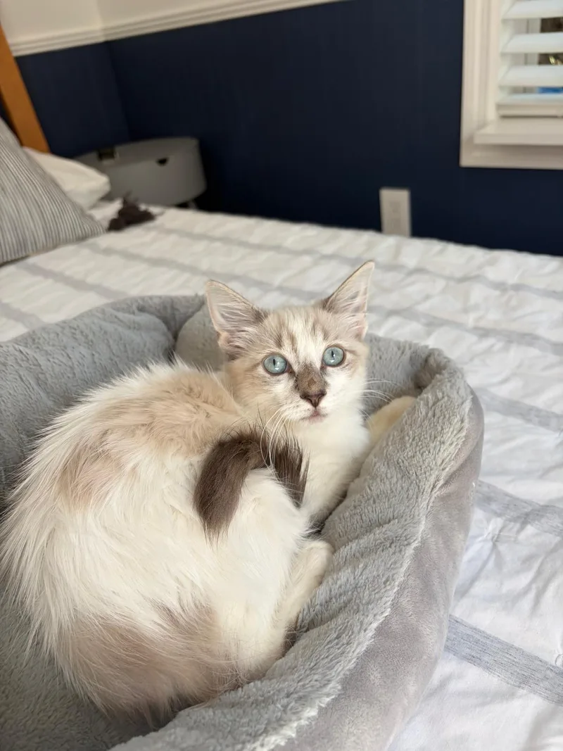 A baby medium-sized female Buff & White Siamese cat named Champagne for adoption in Miami Beach, FL