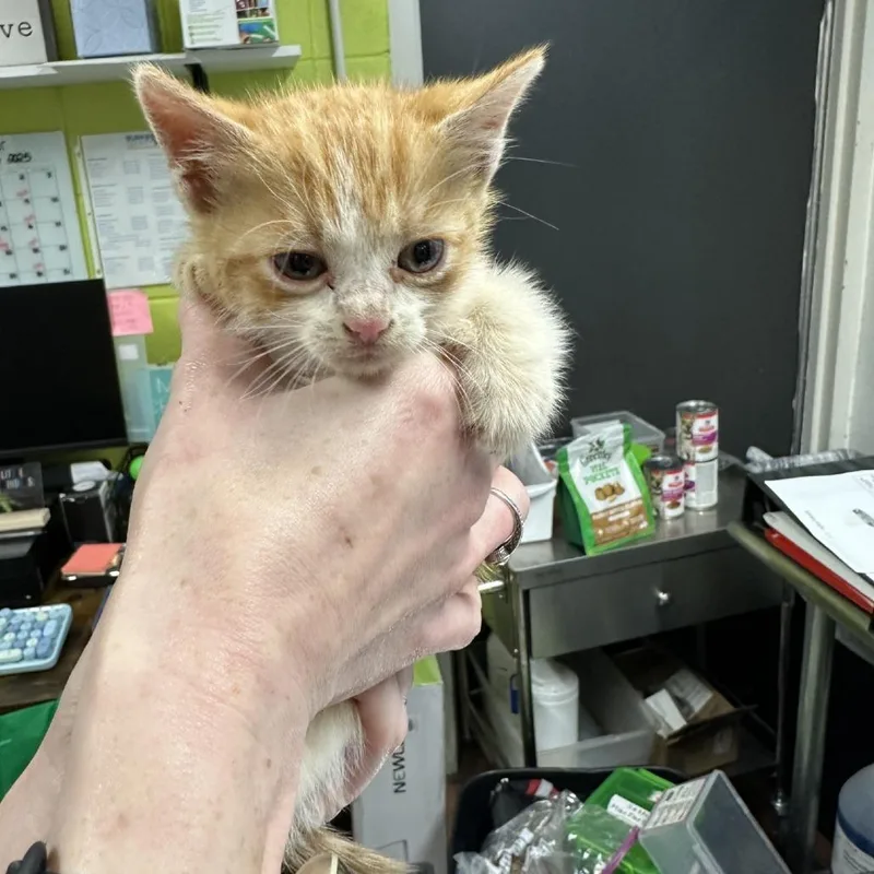 A young medium-sized male Orange / Red Domestic Short Hair cat named Dizzy for adoption in Morganton, NC