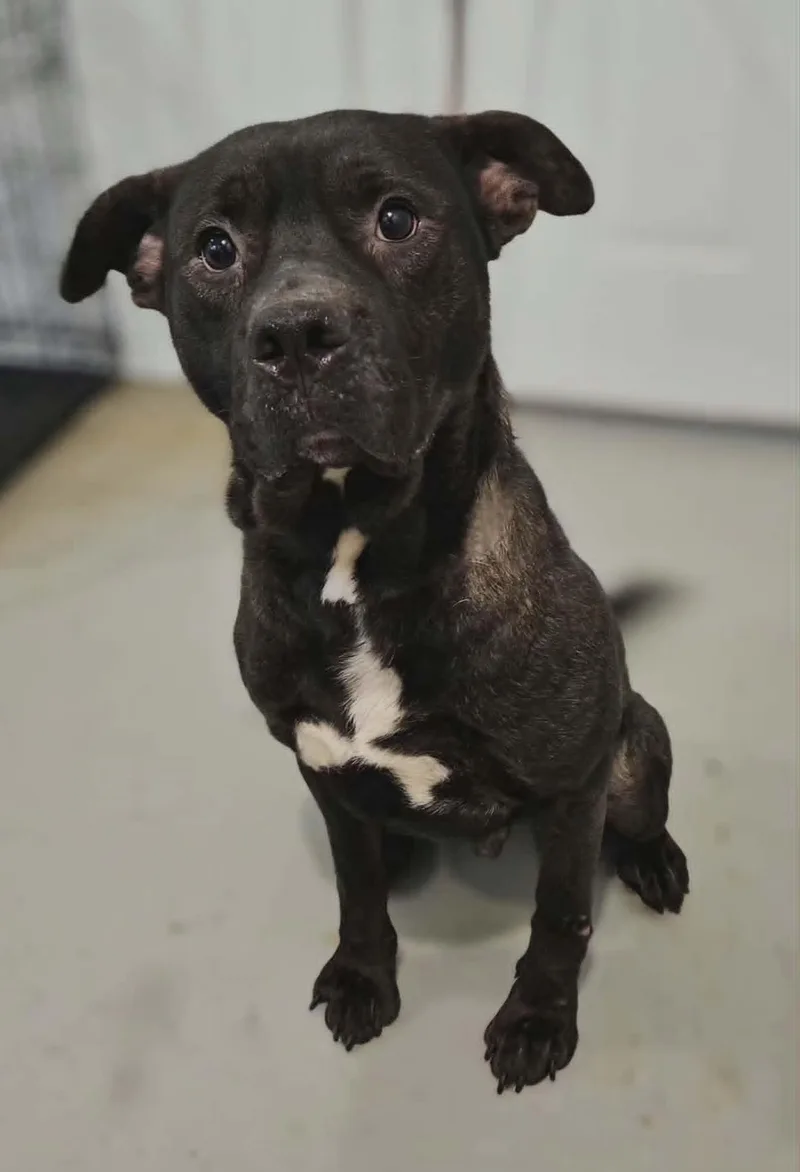 An adult medium-sized male Black Pit Bull Terrier dog named Sprout for adoption in Hoopeston, IL